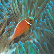 Image of Pink anemonefish