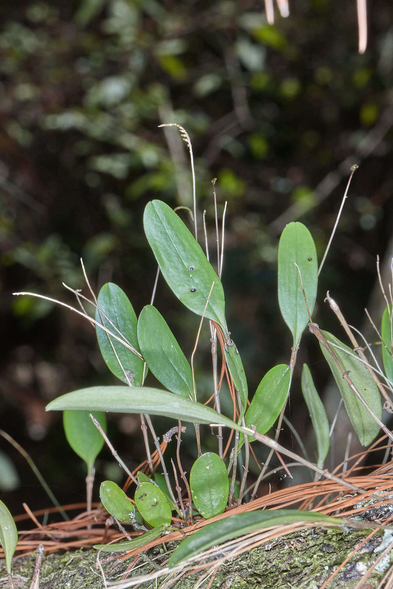 Image of Lepanthopsis floripecten (Rchb. fil.) Ames