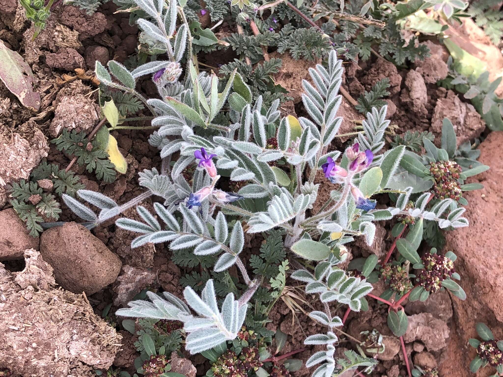 Image of Astragalus prorifer