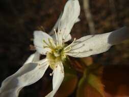 Imagem de Amelanchier neglecta Eggl. ex K. R. Cushman, M. B. Burgess, E. T. Doucette & C. S. Campb.