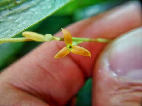 Image de Stelis emarginata (Lindl.) Soto Arenas & Solano