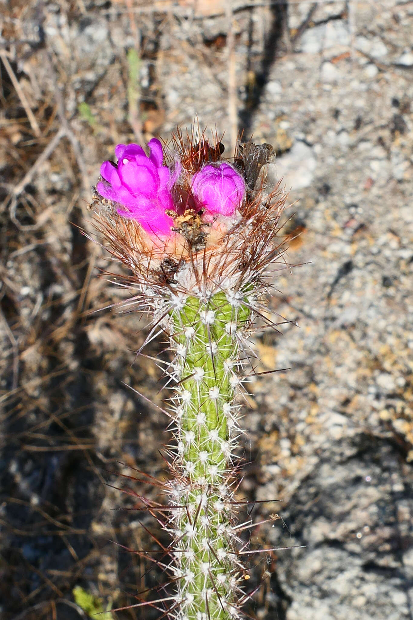 Arrojadoa penicillata (Gürke) Britton & Rose resmi