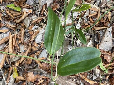 Image of Smilax havanensis Jacq.