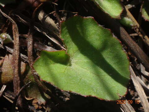 Imagem de Hydrocotyle jacksonii M. Hiroe