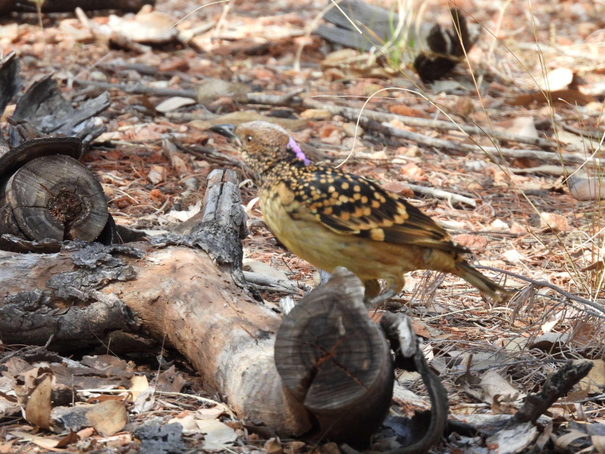 Image of Western Bowerbird