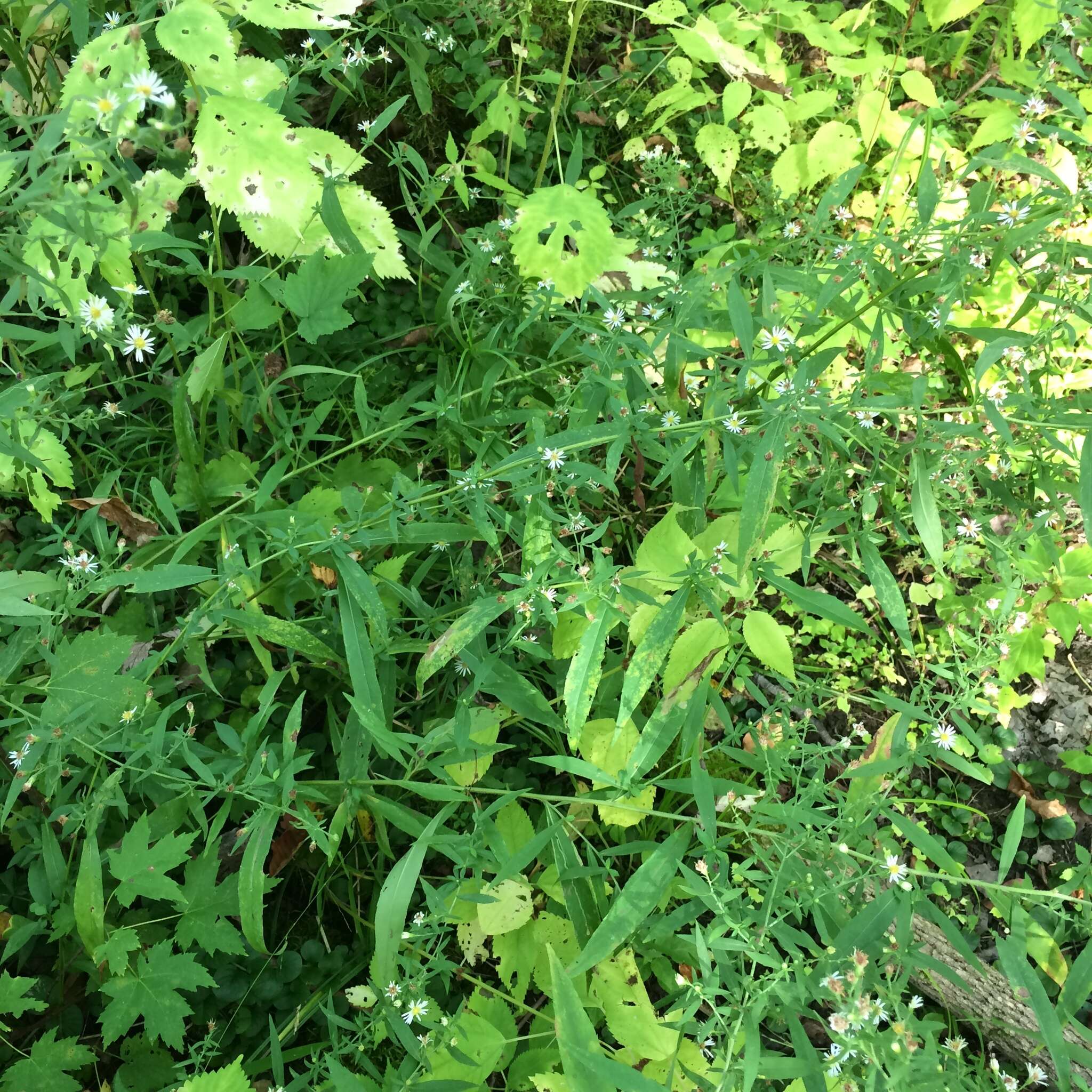 Image of <i>Symphyotrichum <i>ontarionis</i></i> var. ontarionis