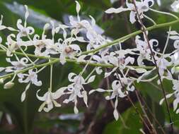 Imagem de Dendrobium gouldii Rchb. fil.