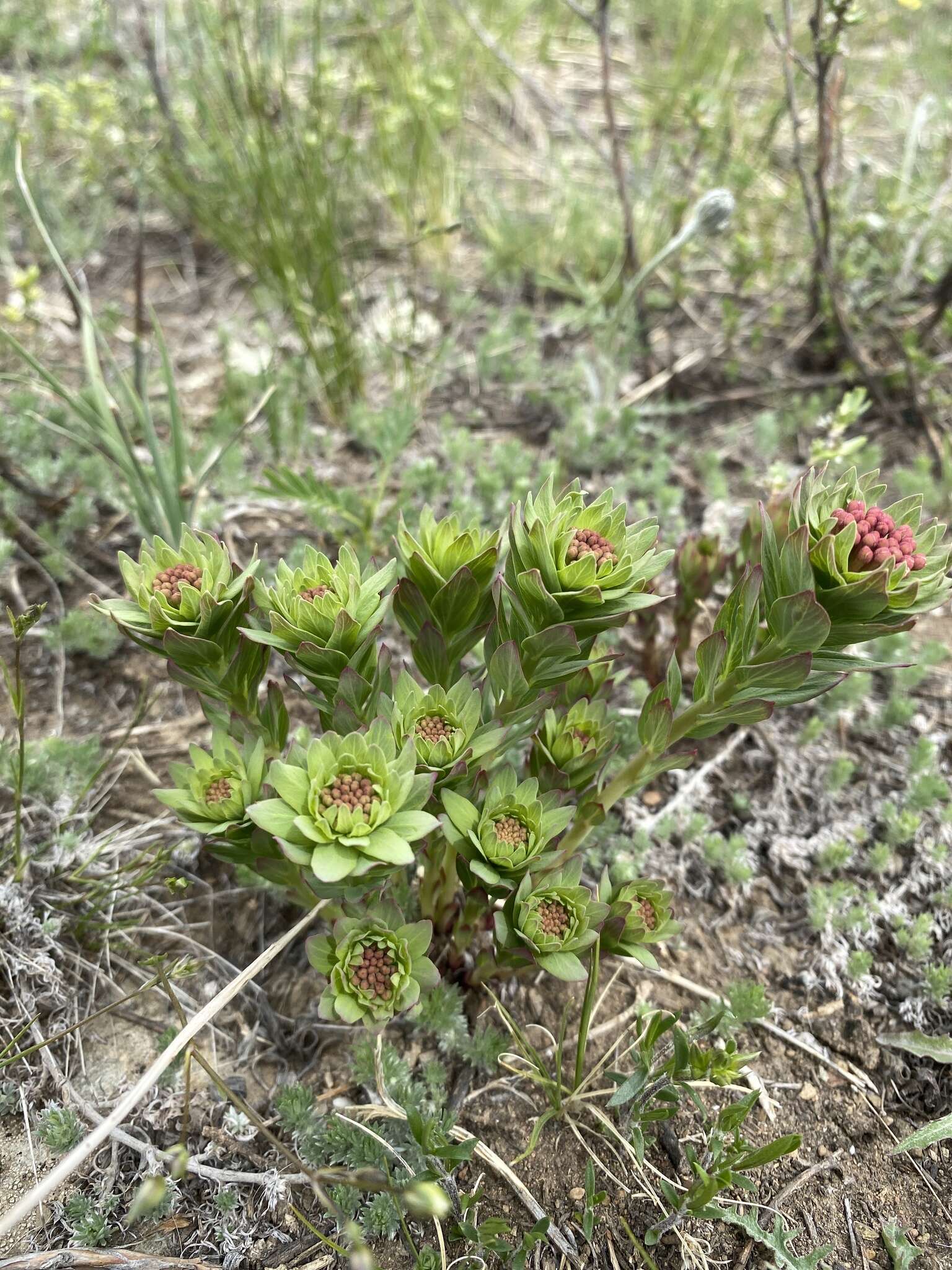 Image of Stellera chamaejasme L.