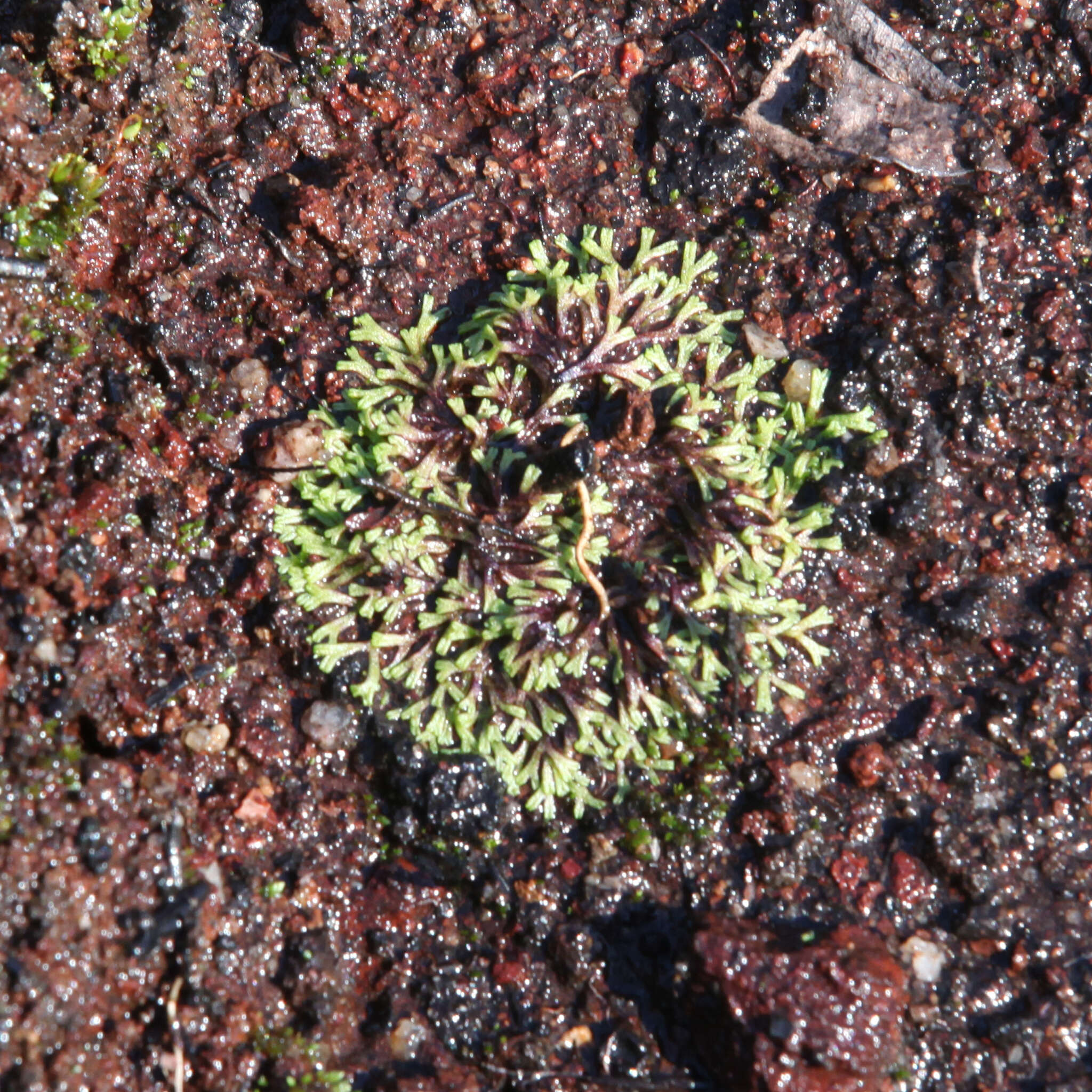 Image of Riccia multifida (Steph.) Steph.