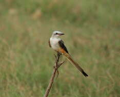 Image of Scissor-tailed Flycatcher