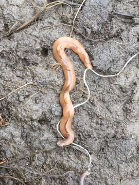 Image of Land planarian