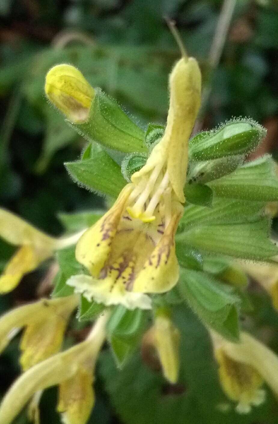 Imagem de Salvia glutinosa L.