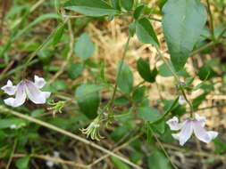 Image of bellflower clematis