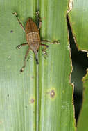 Image of Cholus leucozona Champion & G. C. 1903