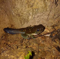 Image of Mexican leaf frog