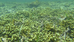 Image of Finger Coral