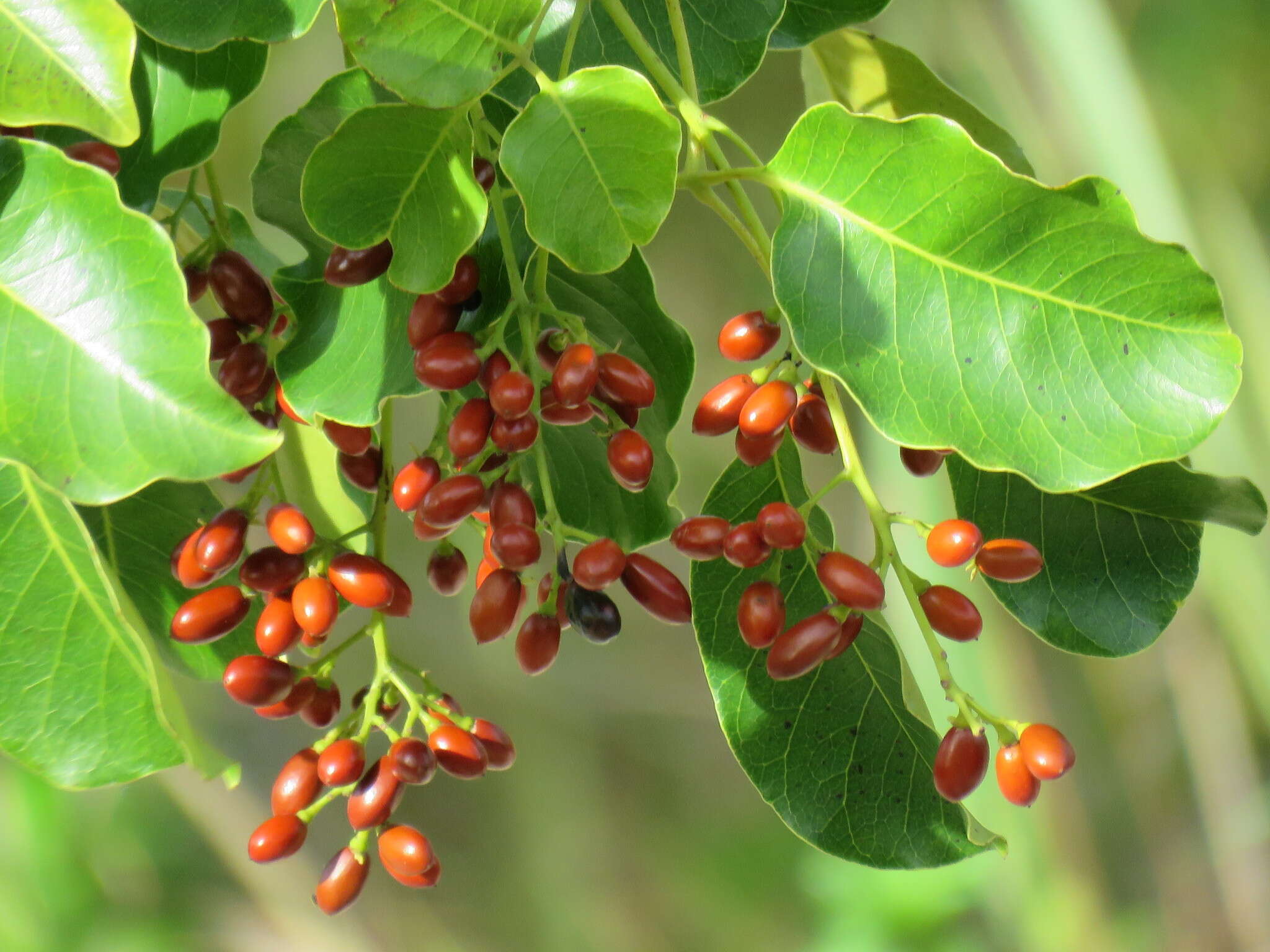 Image of Florida poisontree