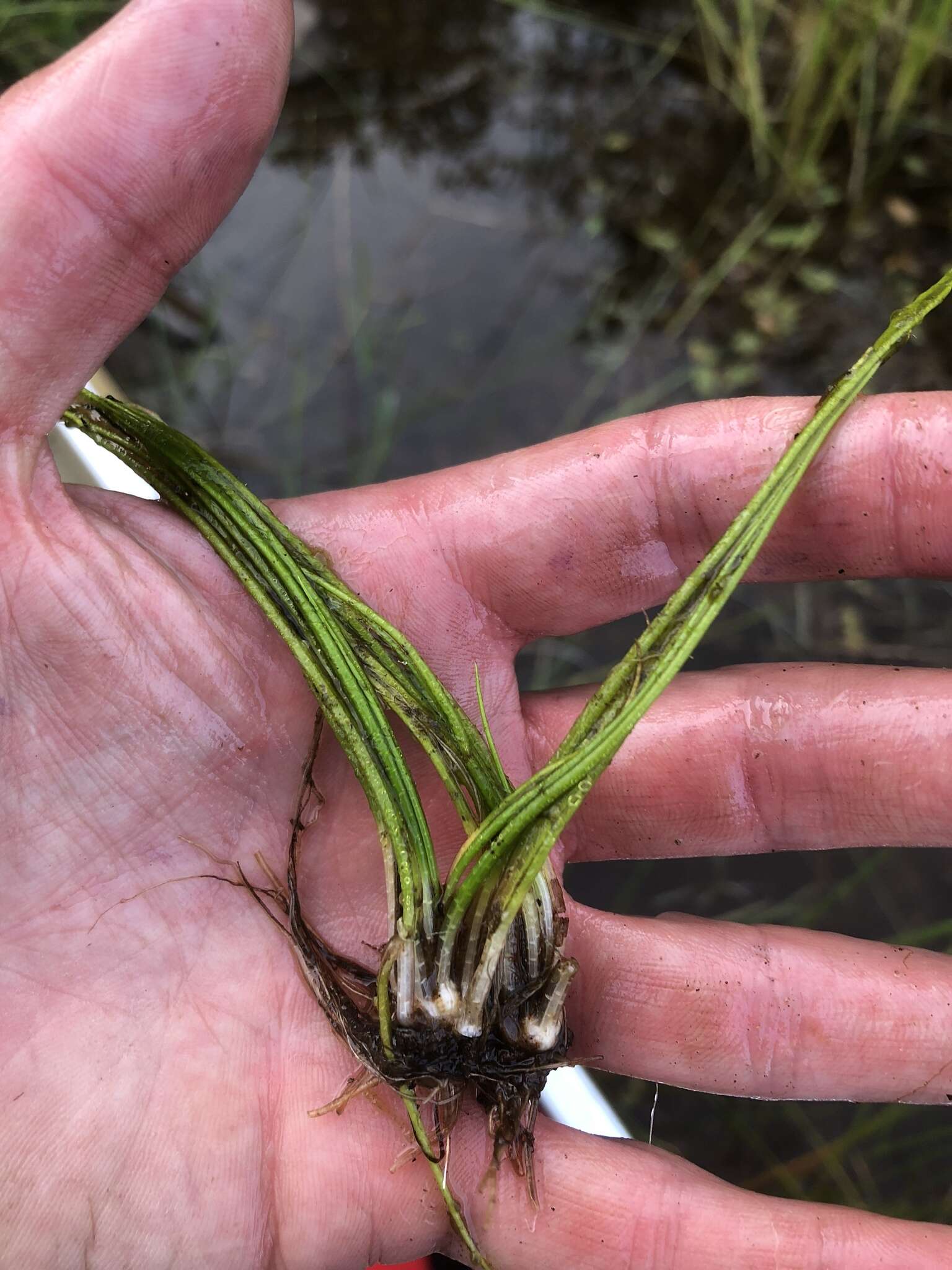 Image of spiny-spored quillwort