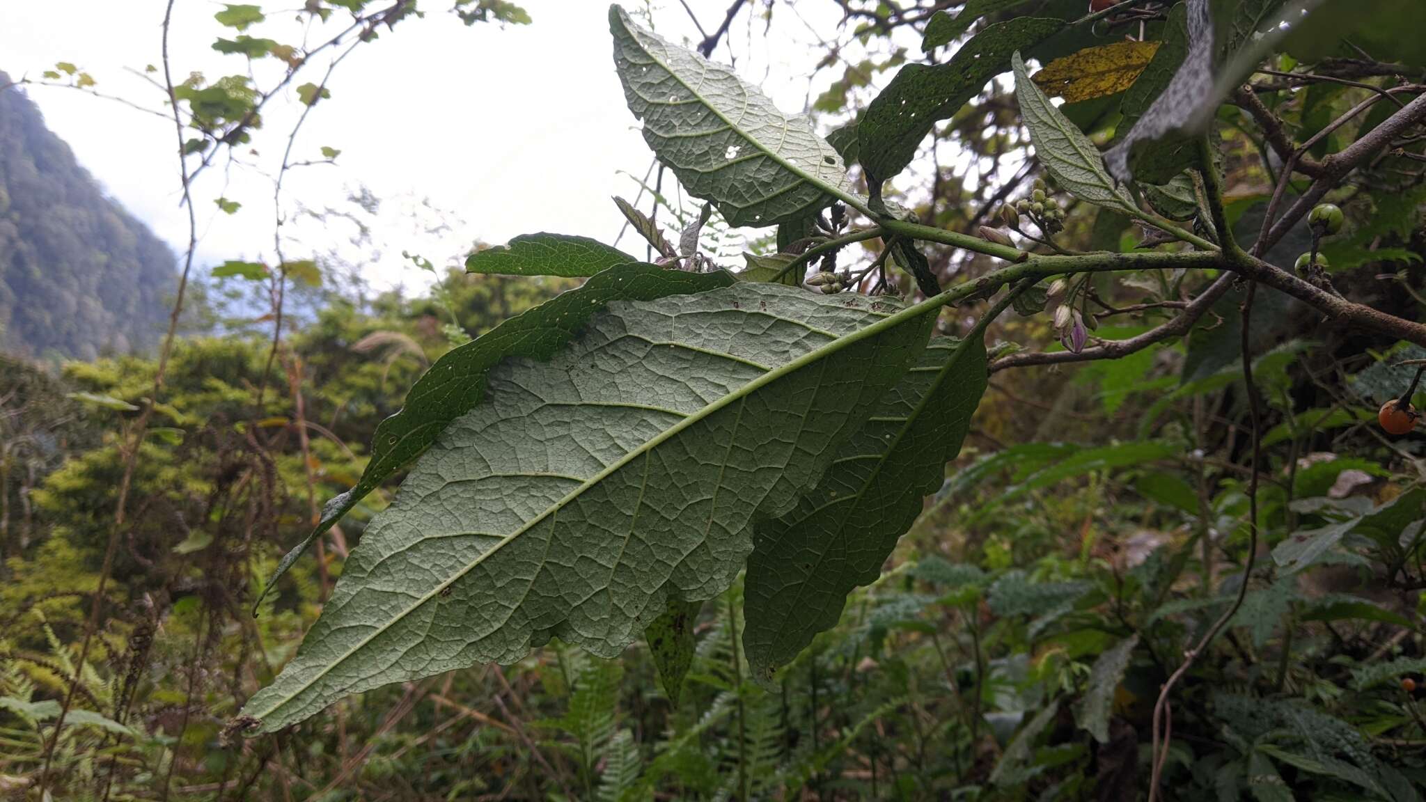 Image de <i>Solanum peikuoensis</i>