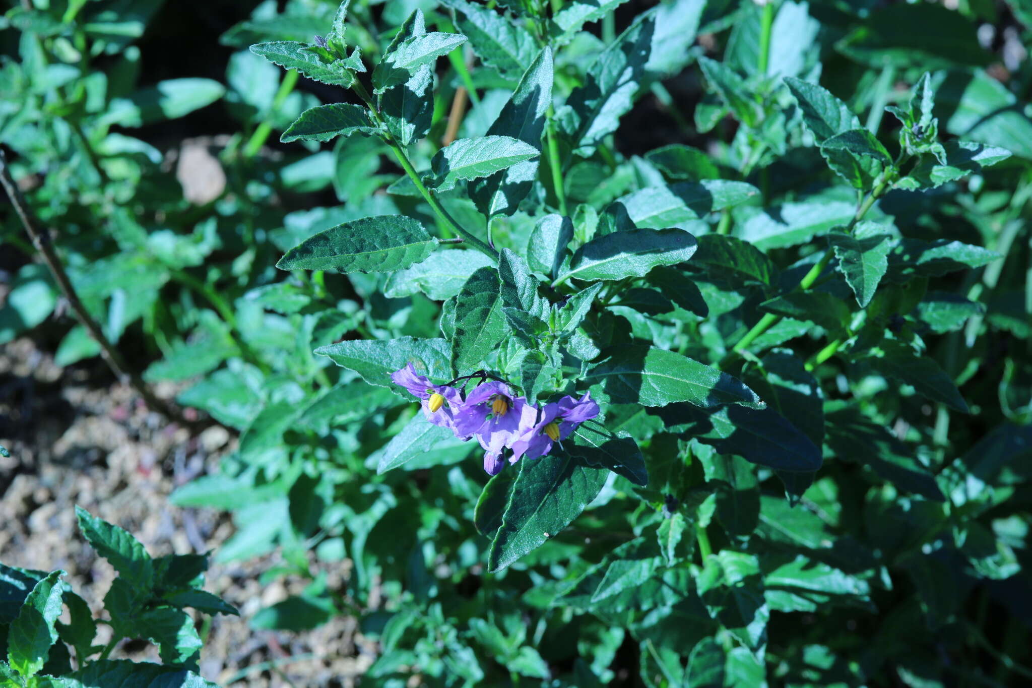 Solanum xanti var. hoffmannii Munz的圖片