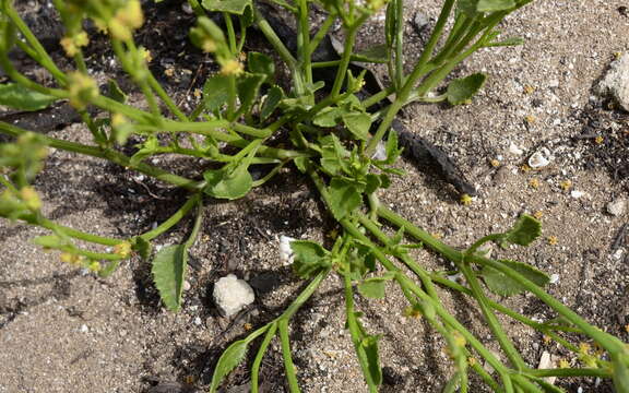 Image of Adenocline pauciflora Turcz.