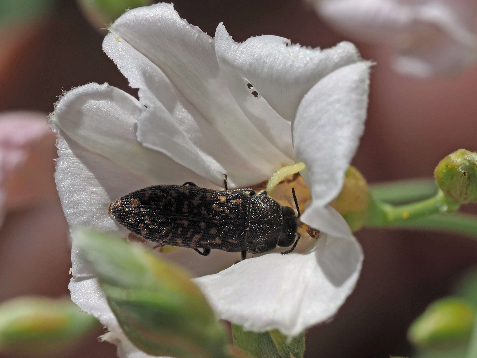 Image de Acmaeodera cisti Wollaston 1862