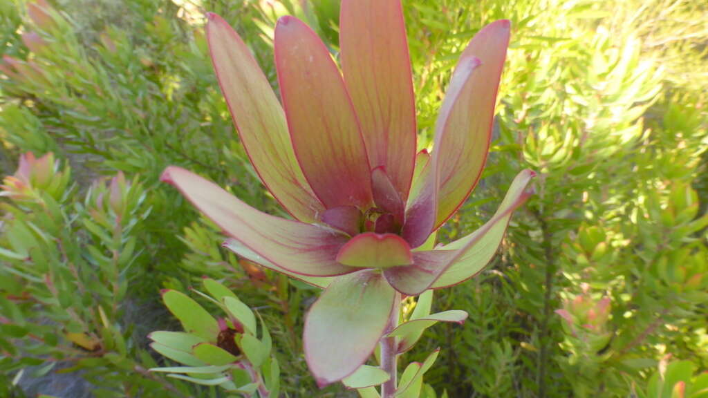 Image of Leucadendron orientale I. J. M. Williams