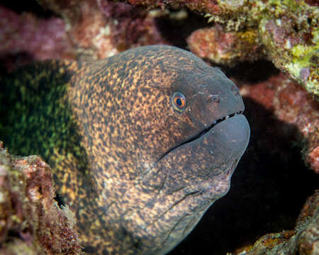 Image of Yellow edged moray