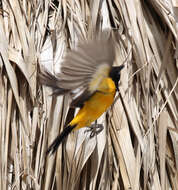 Image of Venezuelan Troupial