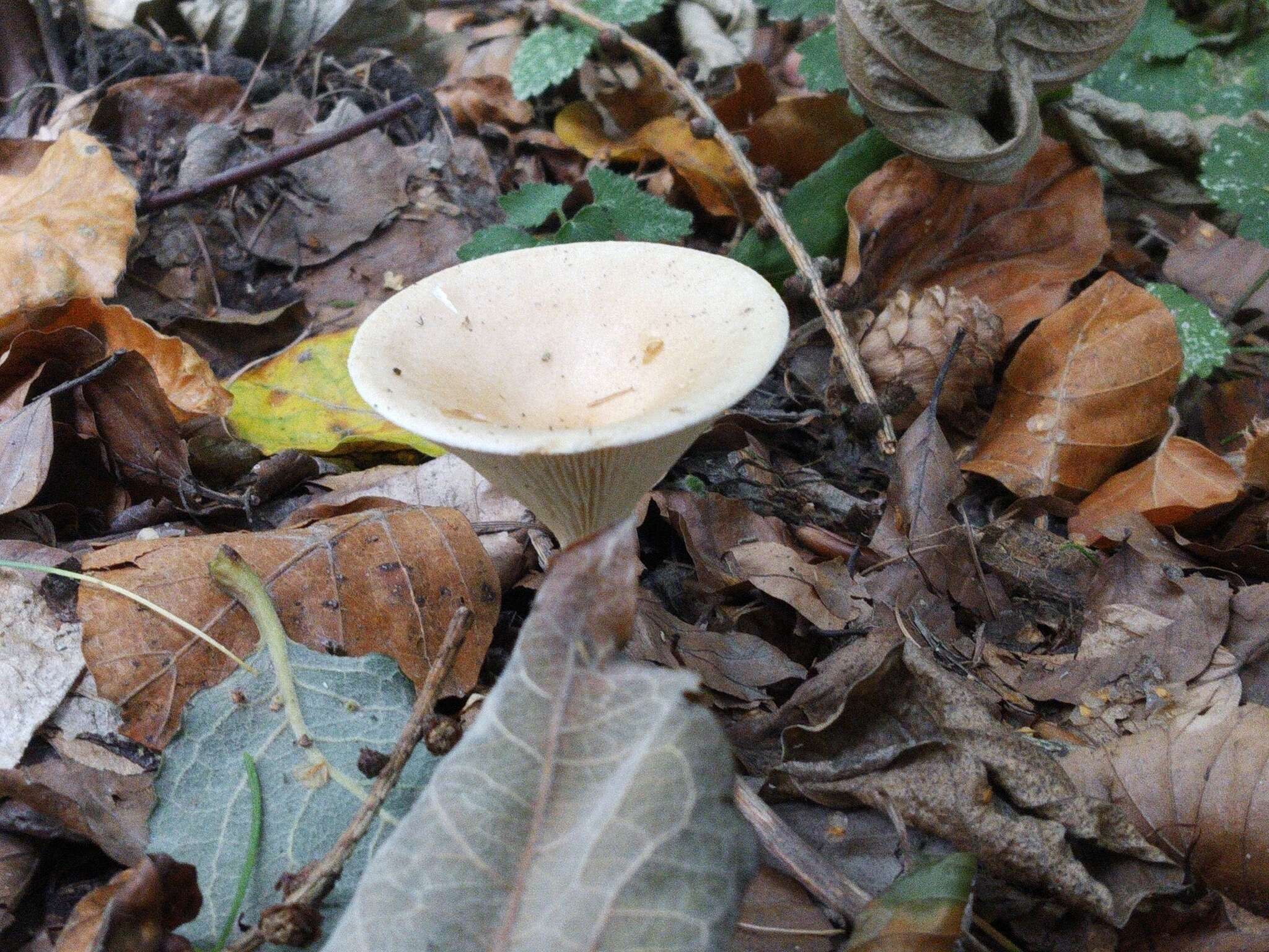 Слика од Clitocybe gibba (Pers.) P. Kumm. 1871