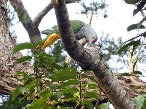 Image of Rose-crowned Fruit Dove