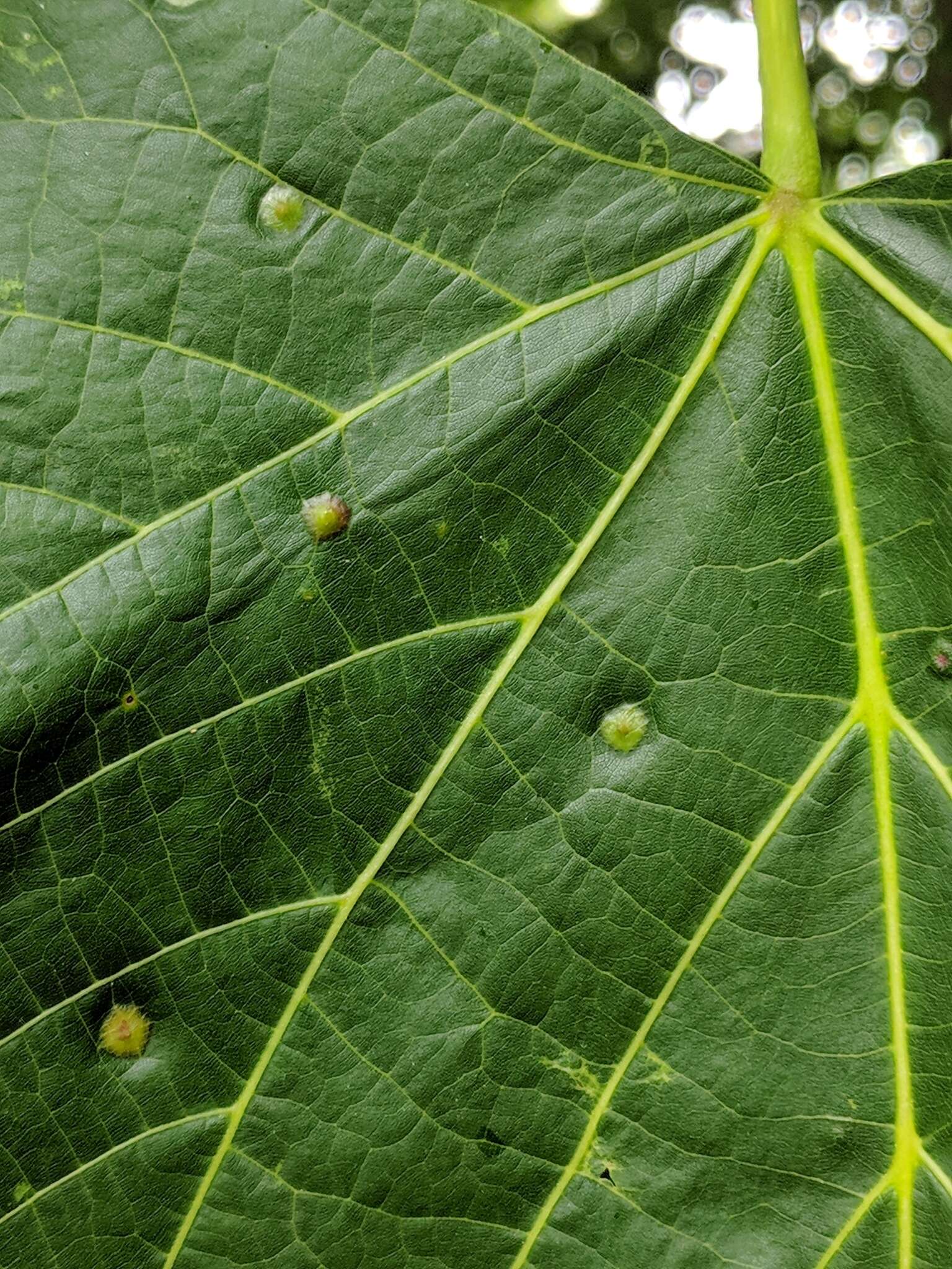 Image of Contarinia verrucicola (Osten Sacken 1875)