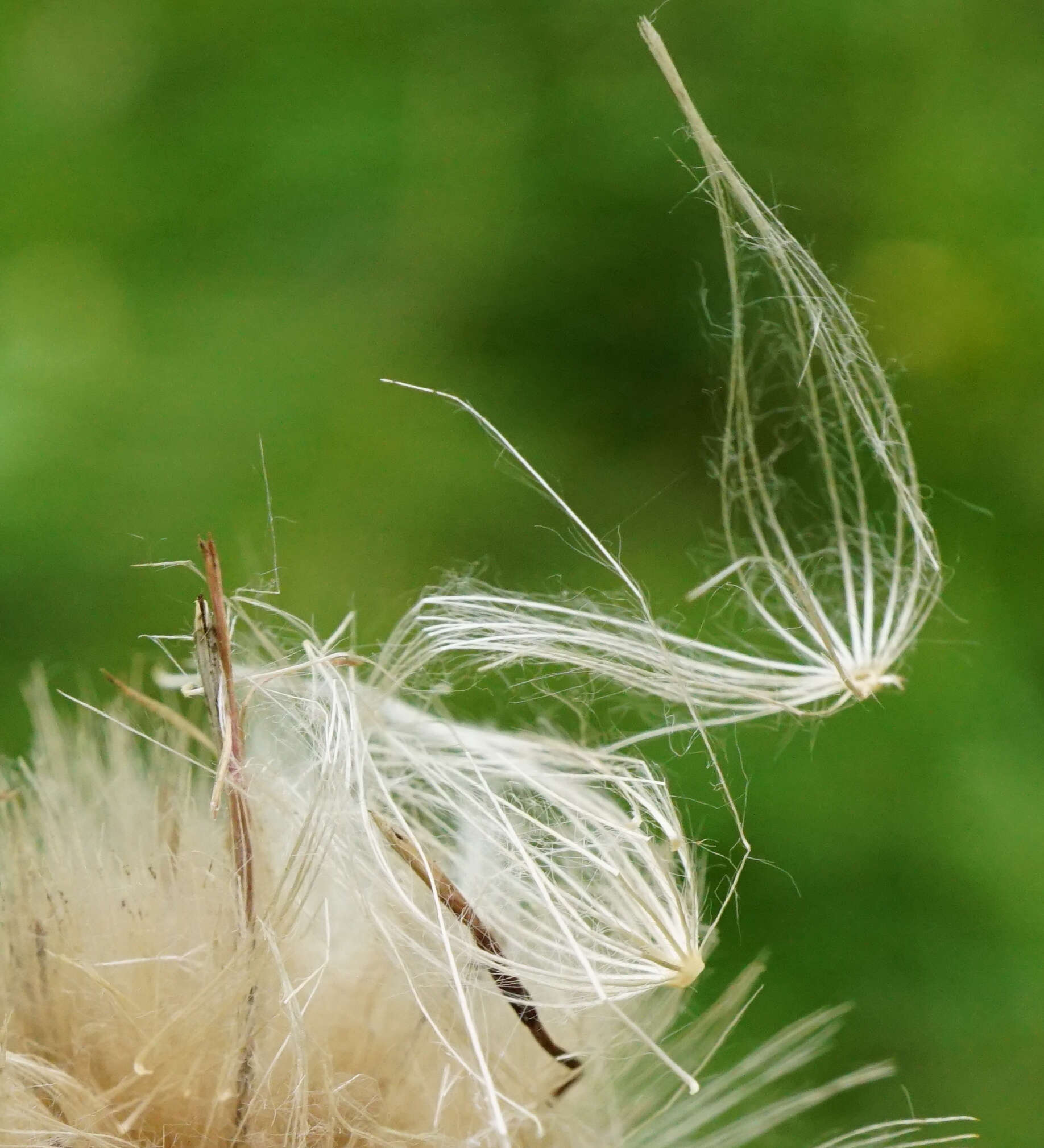 Image of Cirsium pannonicum (L. fil.) Link