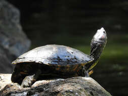 Image of Trachemys callirostris callirostris (Gray 1855)