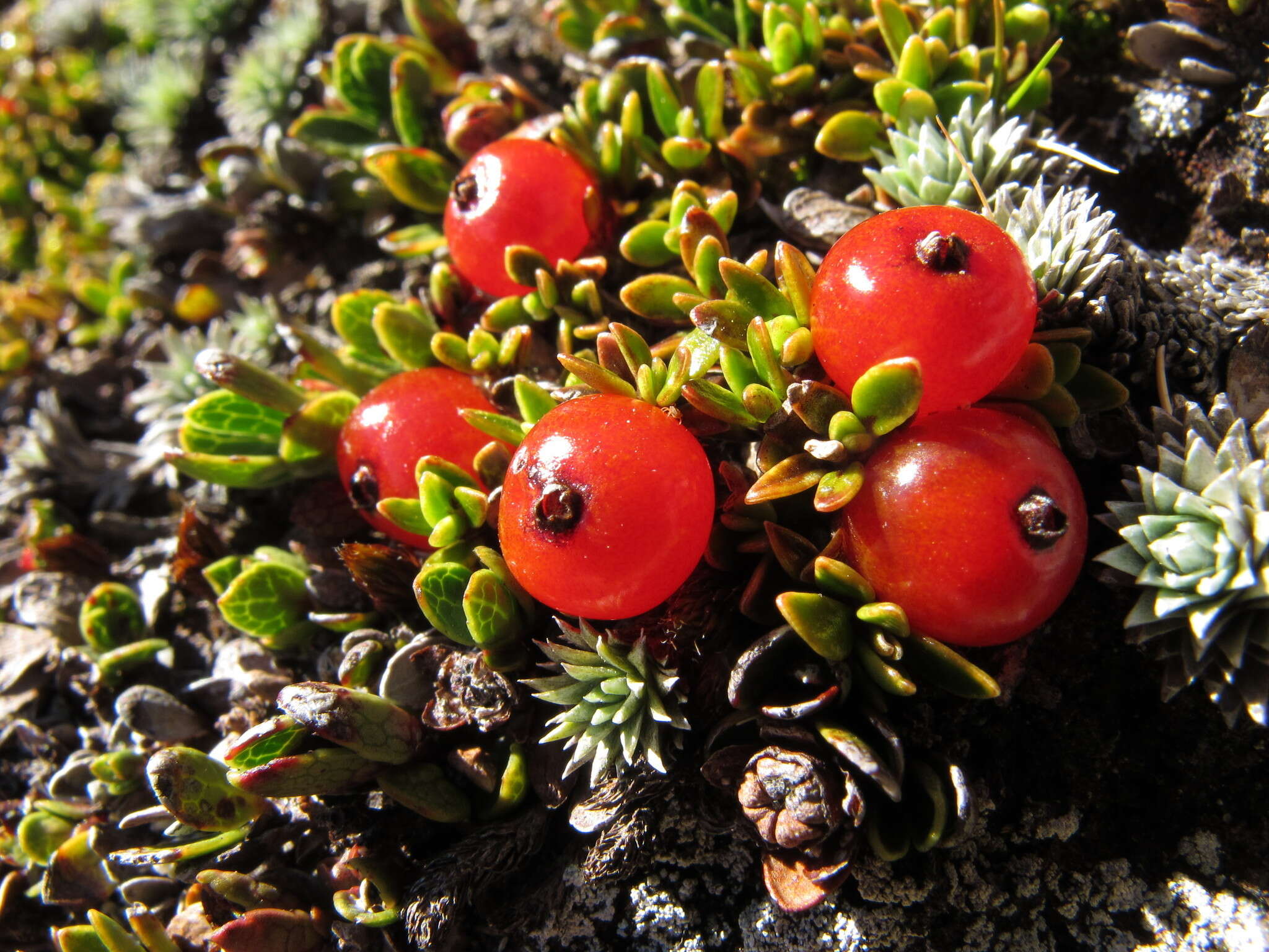 Image of Coprosma niphophila Orchard