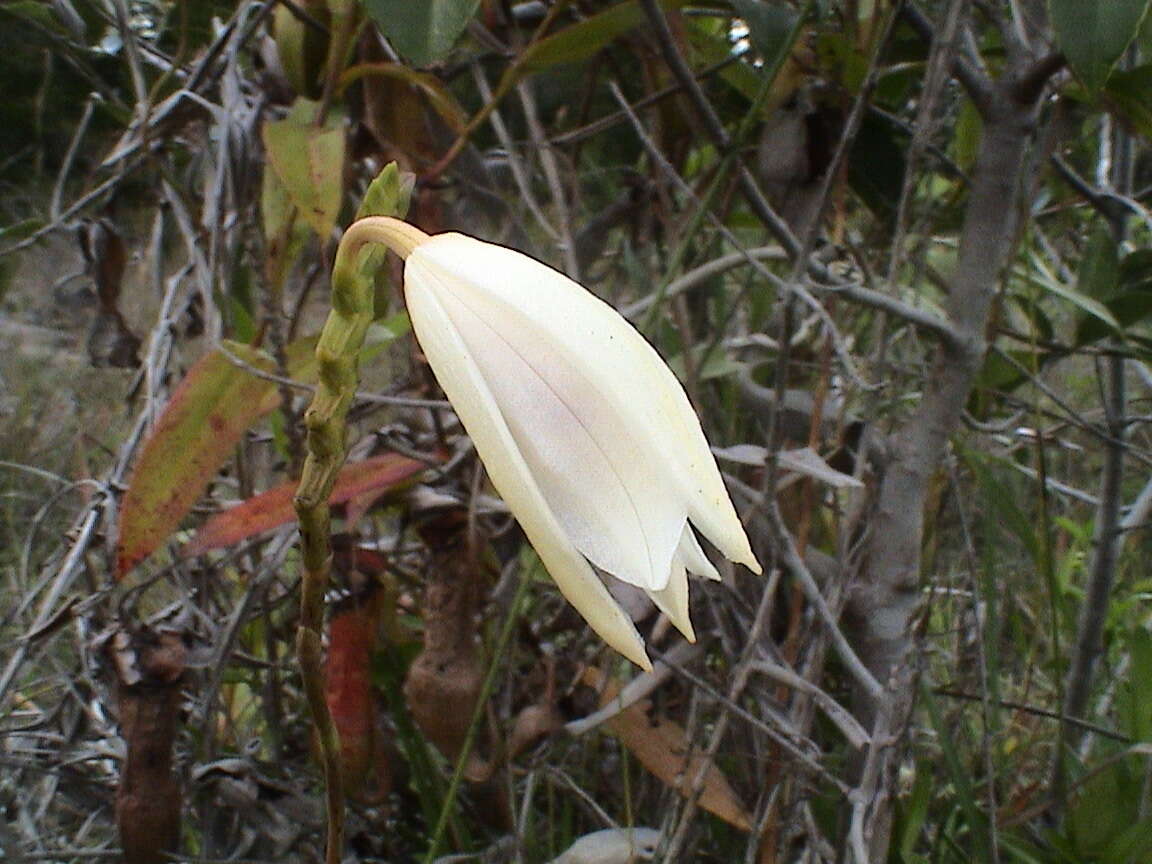 Image of Bromheadia finlaysoniana (Lindl.) Miq.