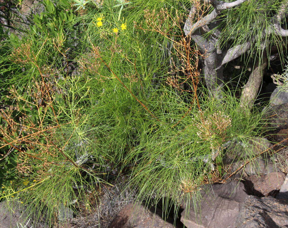 Image of Sonchus capillaris Svent.