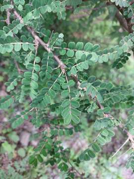 Image of Caragana brevispina Benth.