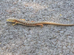 Image of Southern Alligator Lizard