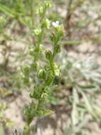 Image of flatspine stickseed