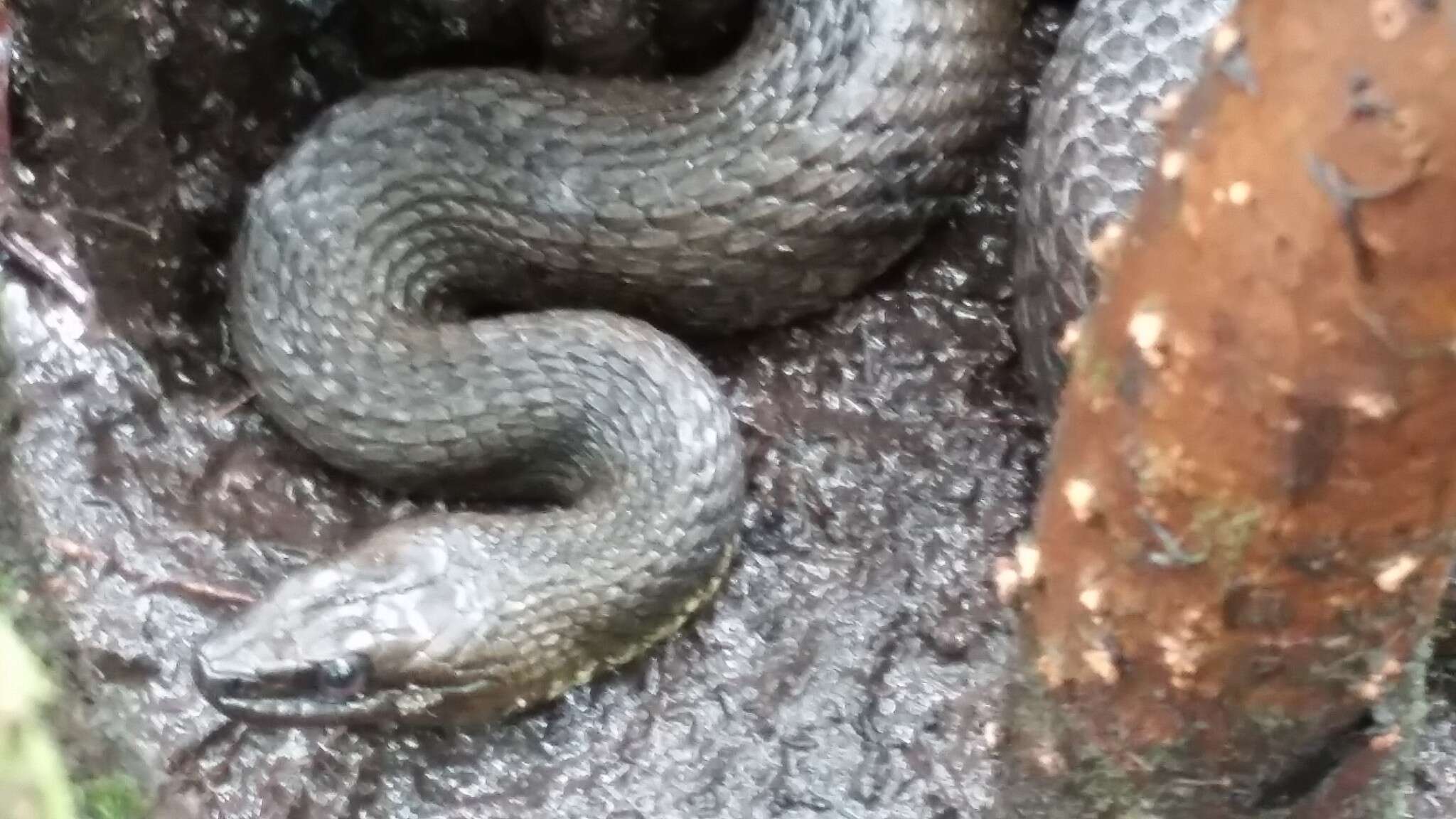 Image of Atlantic Saltmarsh Snake