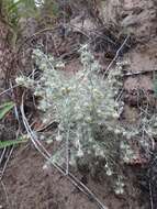 Слика од Artemisia jacutica Drobov