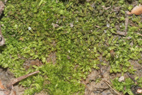 Image of Diphyscium