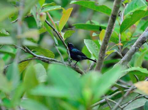 Image of Copper-throated Sunbird