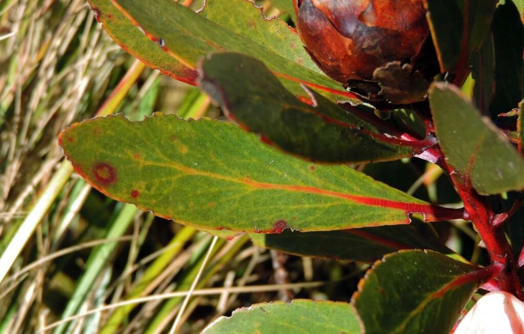 Imagem de Protea inyanganiensis Beard