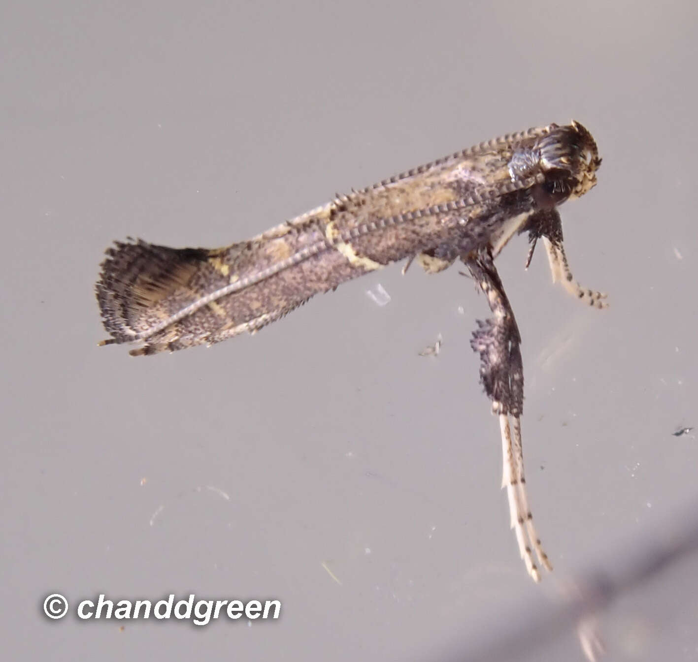 Image of Caloptilia teucra (Meyrick 1933)