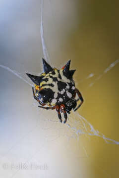 Image of Austracantha