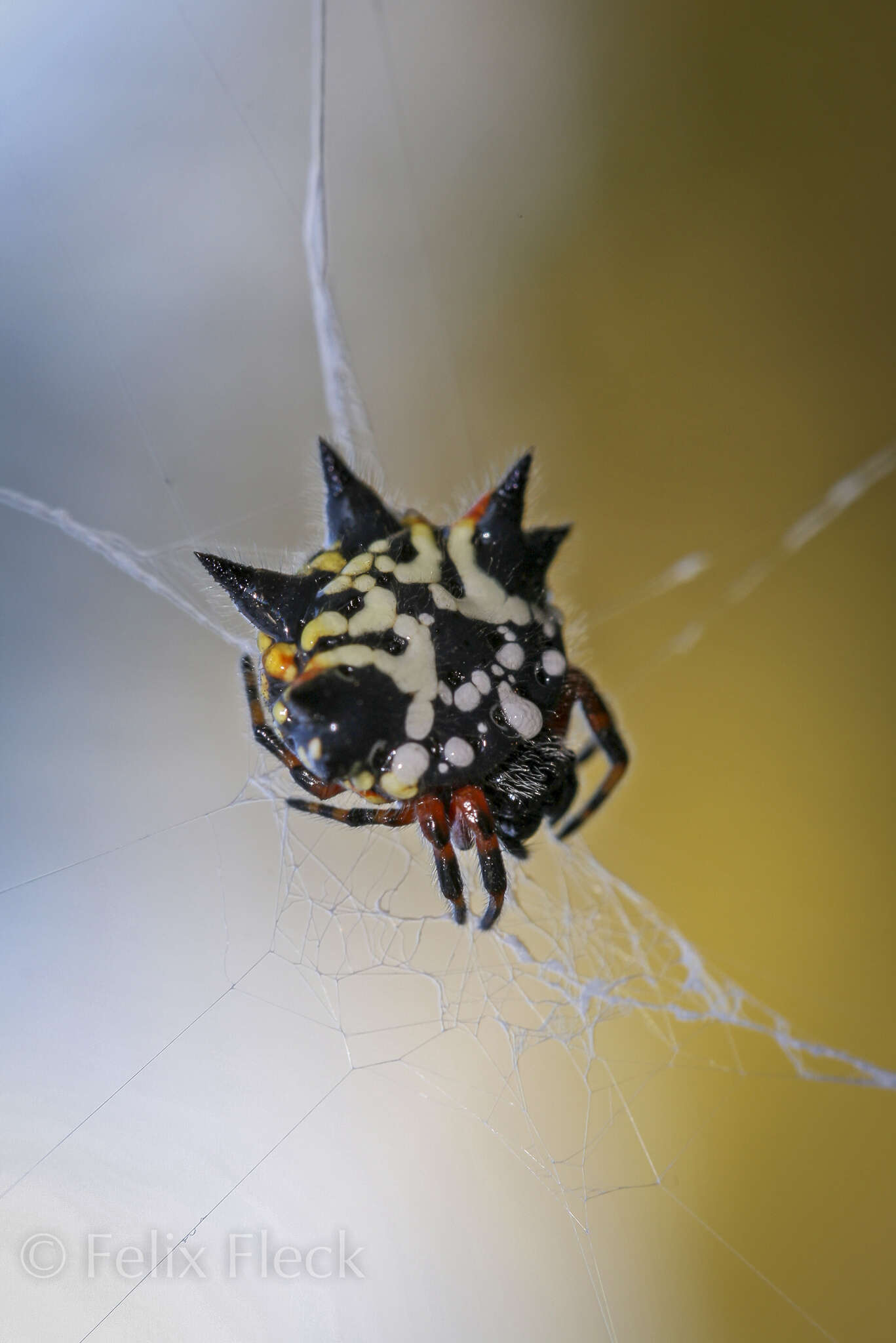 Слика од Austracantha