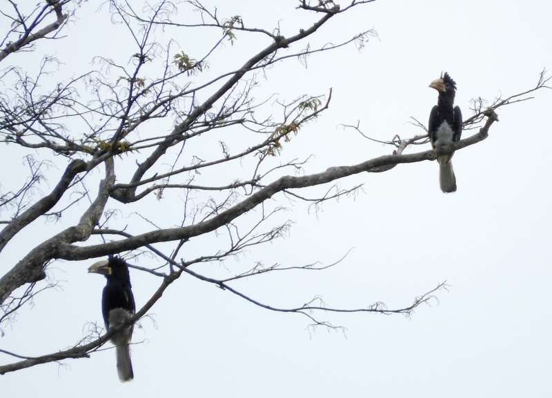 Image of Piping Hornbill