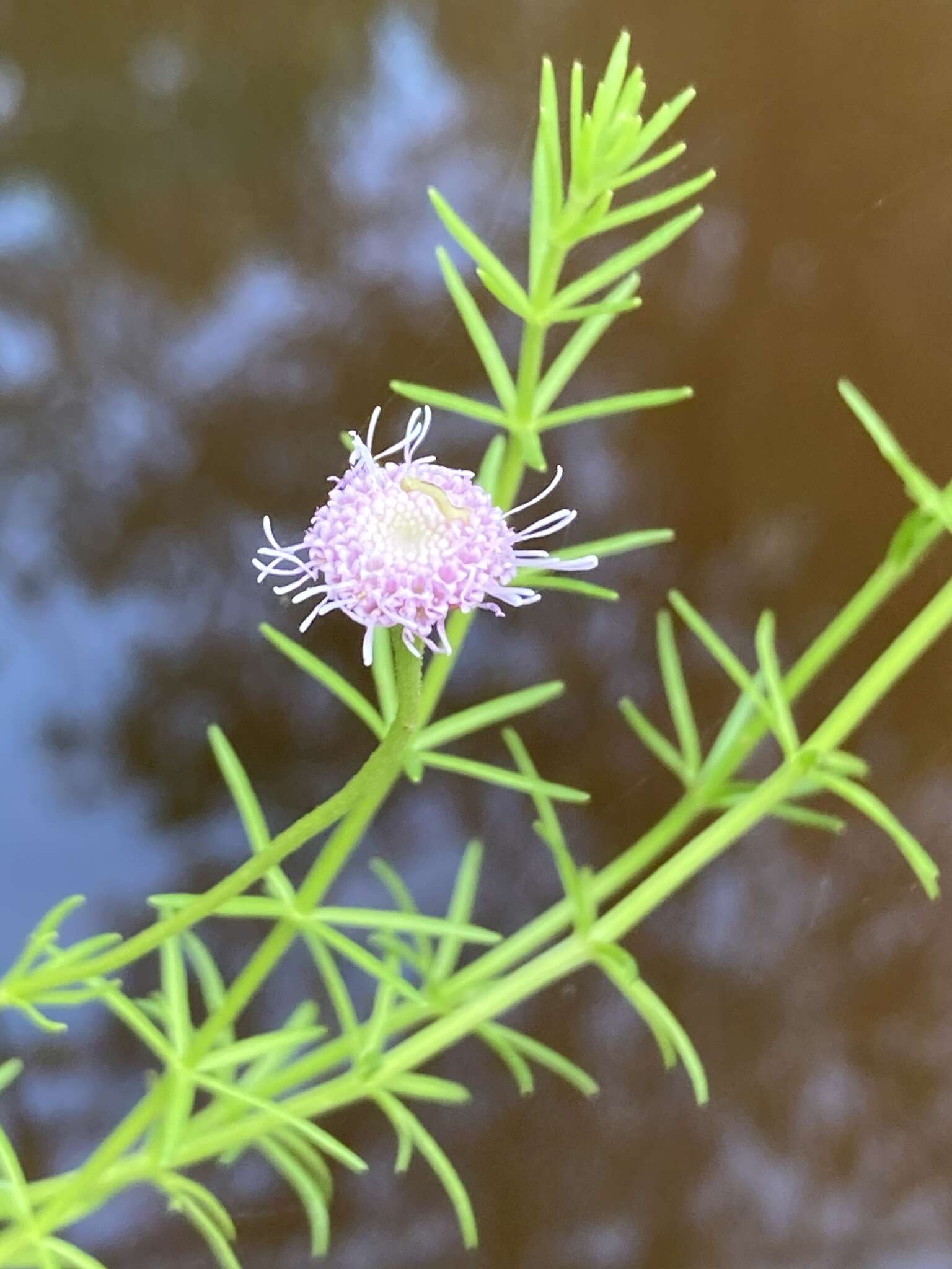 Image of Pink Bogbutton